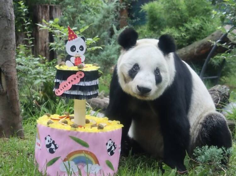 ¡Xin Xin, la última panda mexicana, cumple años! Asiste a su fiesta