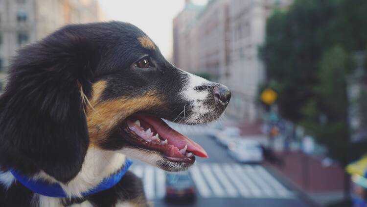 A happy dog in NYC