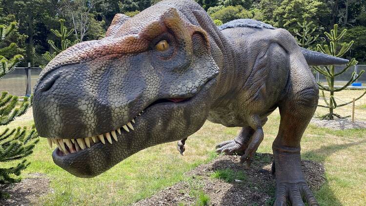 A T.rex model