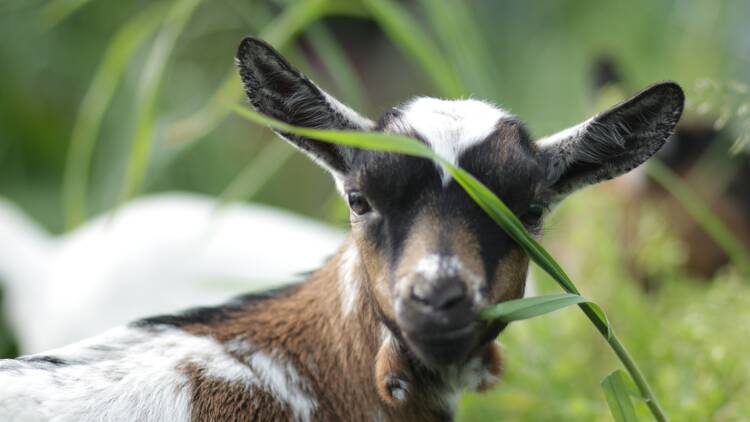 Closeup of a baby goat eating grass
