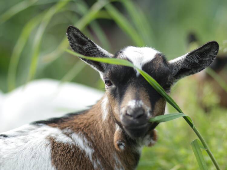 Goats are returning to Riverside Park this summer, with a free graze-off next month Goats are returning to Riverside Park this summer, with a free graze-off next month