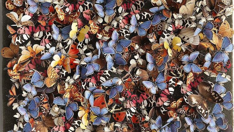 En extinción. Lepidóptera (Real Jardín Botánico).