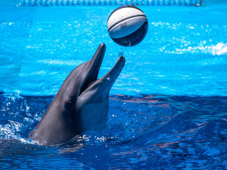 prohiben espectaculos animales marinos