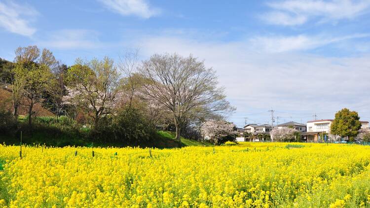 津堂城山古墳