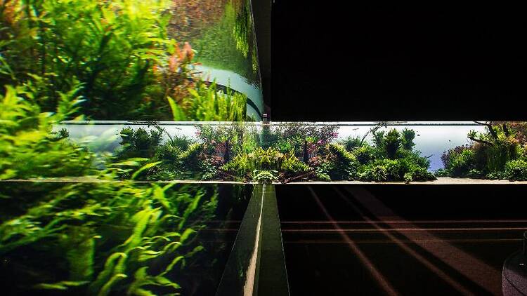 Florestas Submersas, Oceanário de Lisboa