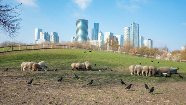 Sheep at Mudchute Farm