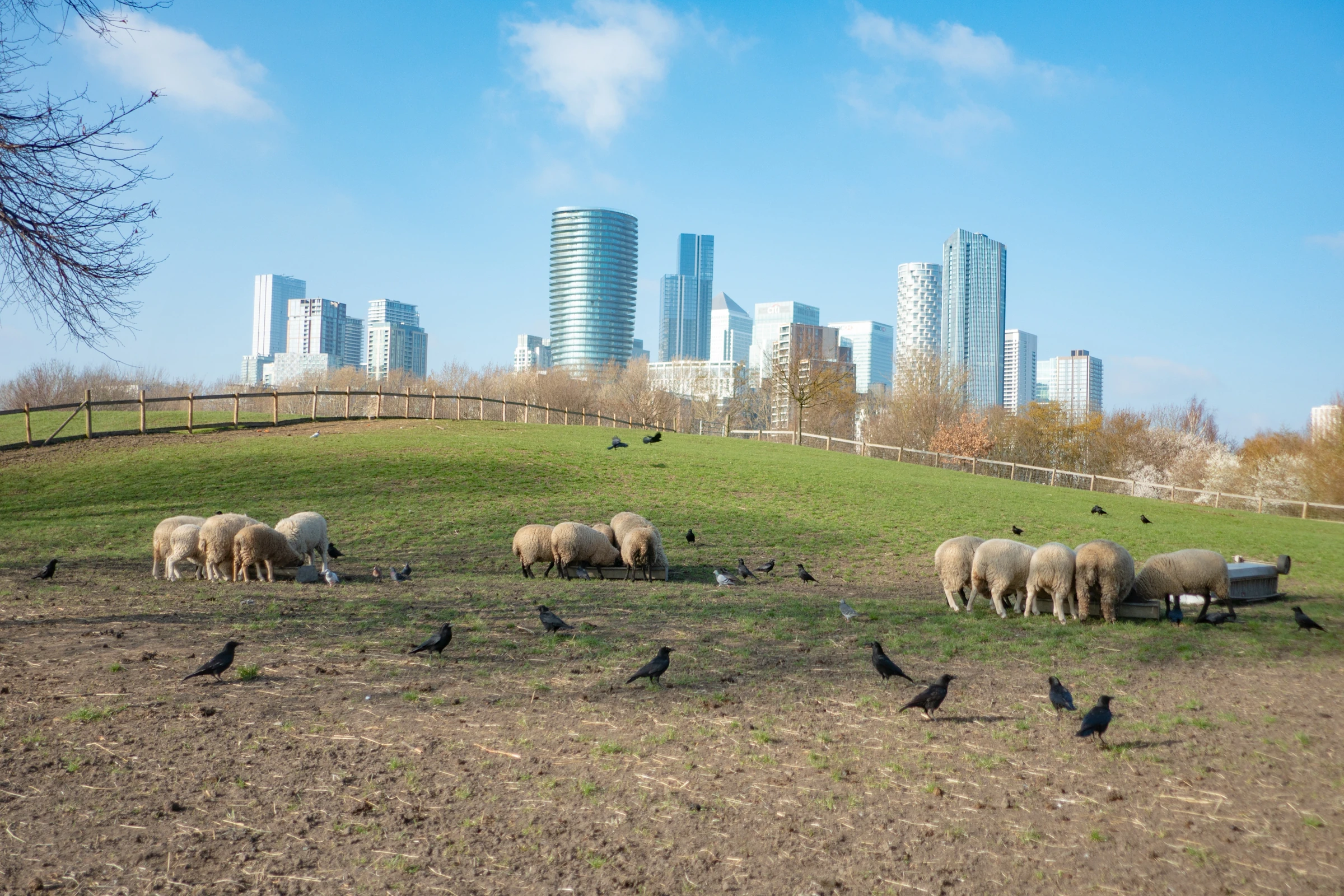 Sheep at Mudchute Farm