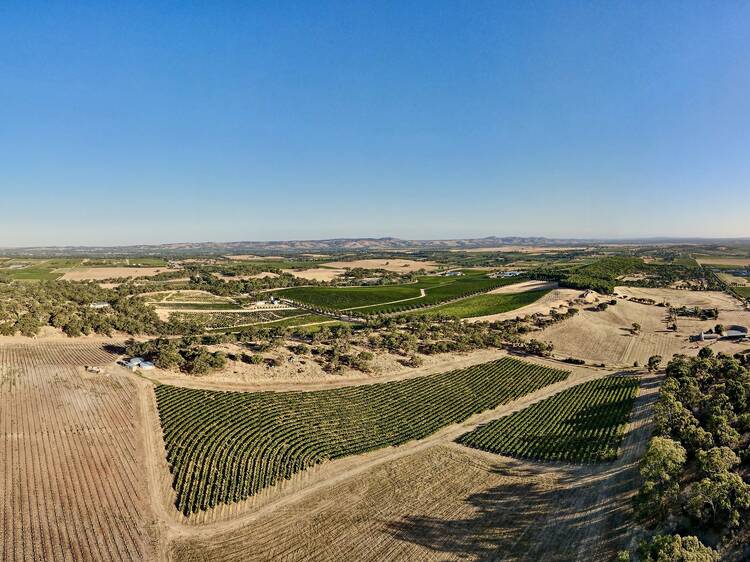 Tscharke Wines