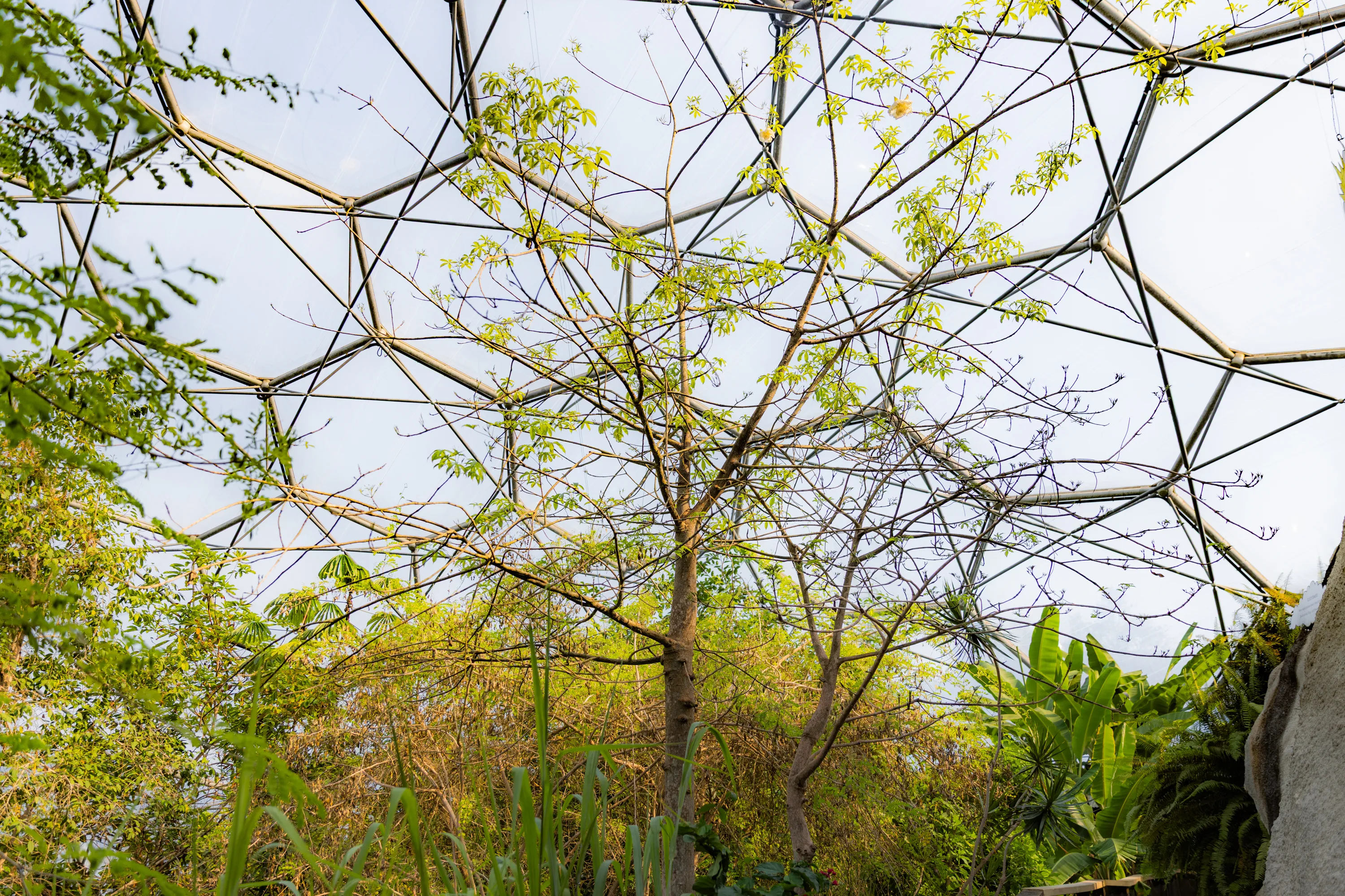 The baobab tree at the Eden Project