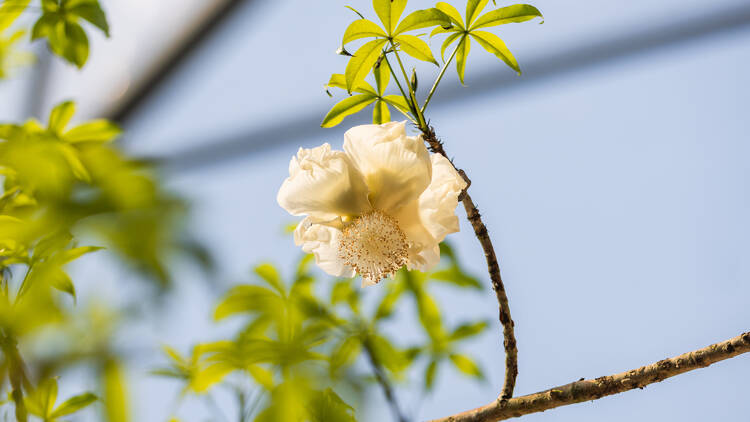 A blooming baobab flower at the Eden project