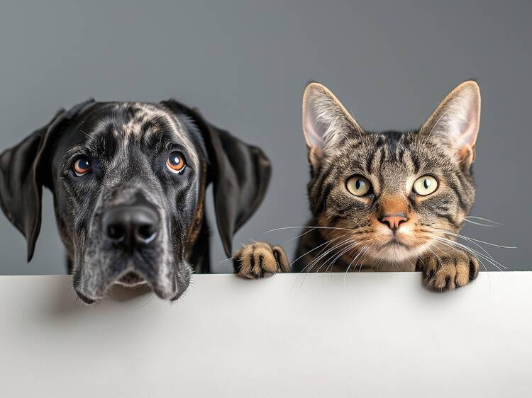Esterilizaciones gratis para perros y gatos en CDMX