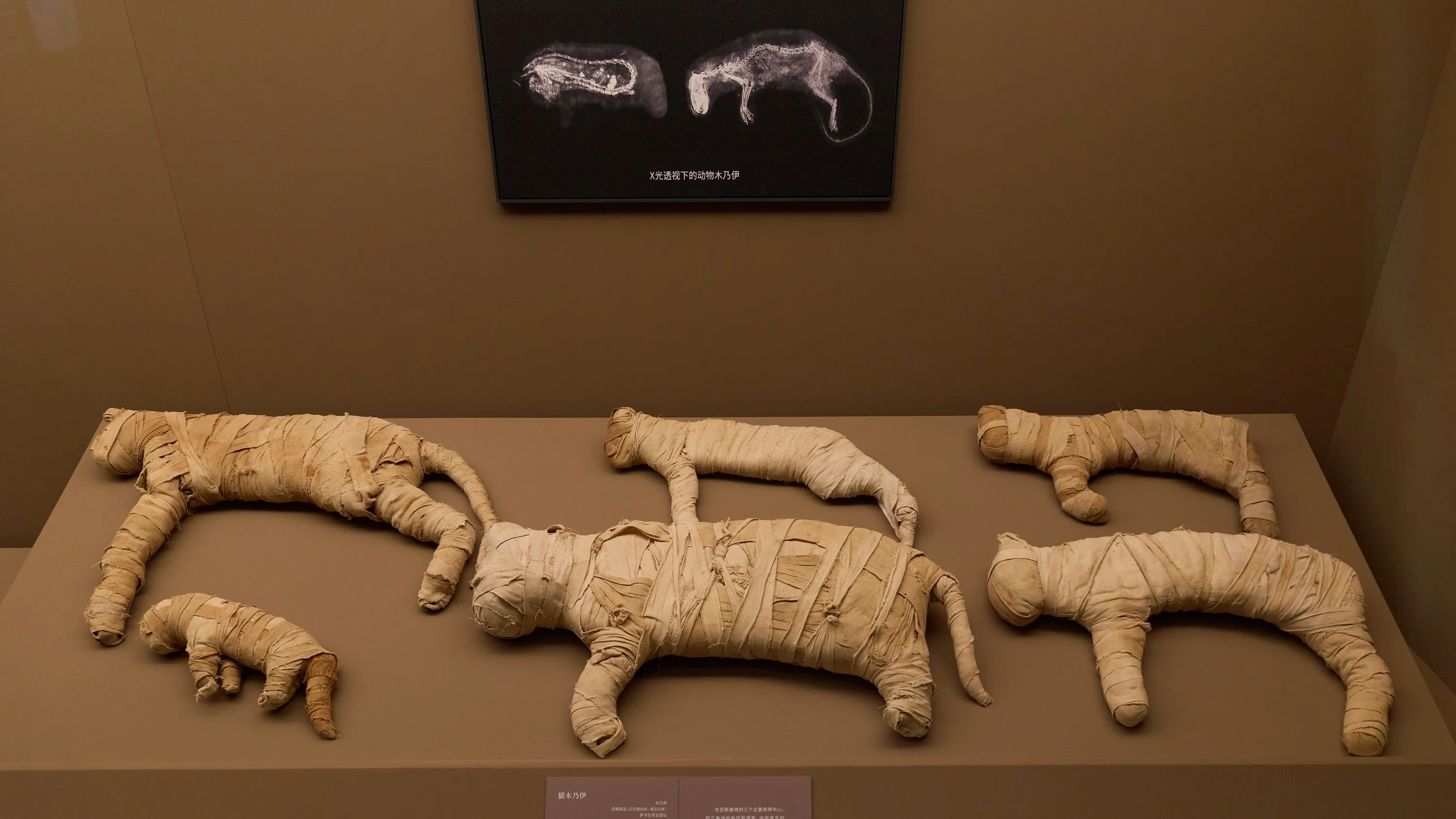Cat mummy from Saqqara Ancient Egypt