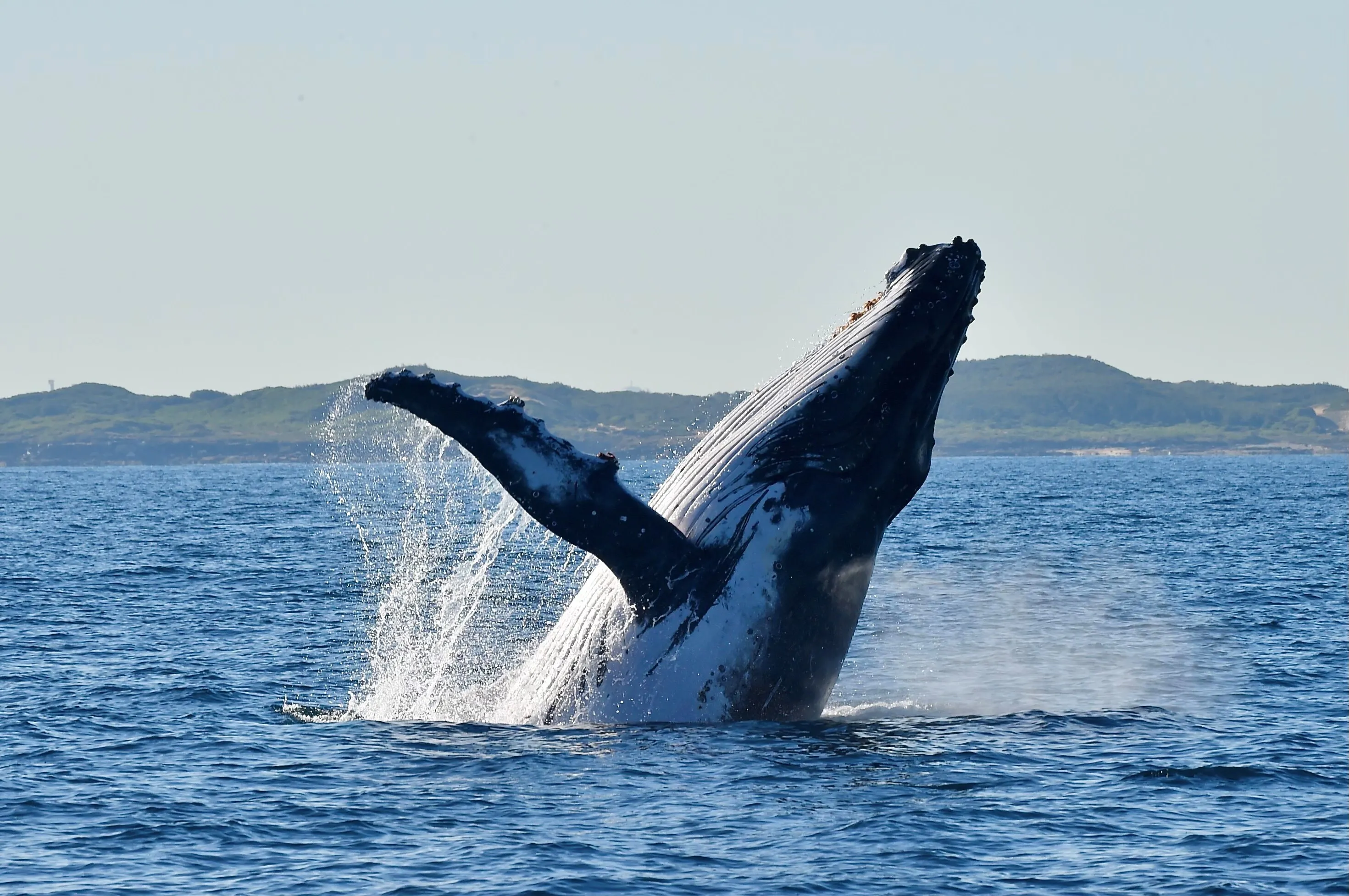 Whale jumping out of the water