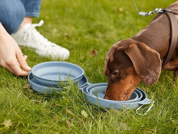 Ya están aquí los helados para perros más virales del supermercado: menos de 2 € y tres sabores