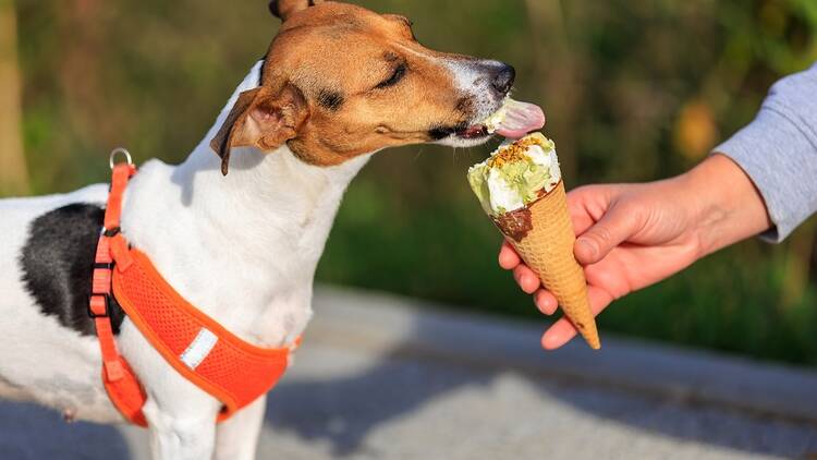 Este es el único supermercado que vende helados para perros y cuestan menos de 2 euros