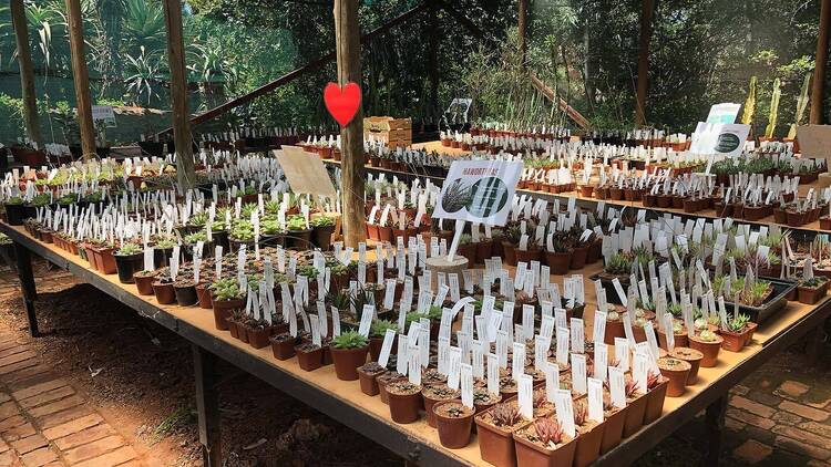 Gariep Nursery – Faerie Glen