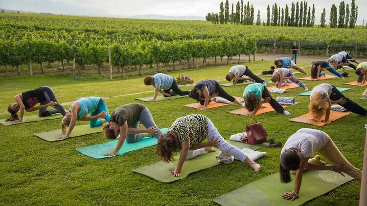 Yoga on the Wine Routes: Wellness Among Vineyards