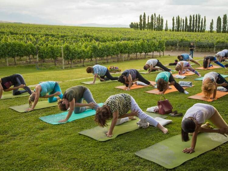 Yoga on the Wine Routes: Wellness Among Vineyards