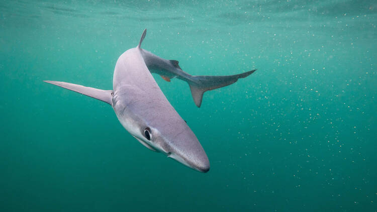 A blue shark in the water