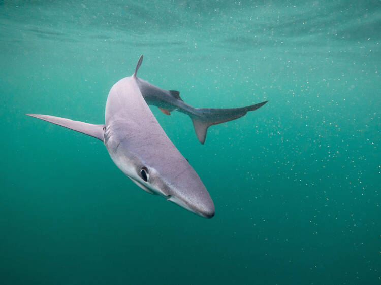 Sharks, rays and more exotic animals could soon thrive in the UK