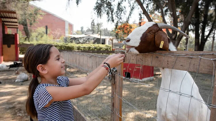 Día de campo en Granja Caprina