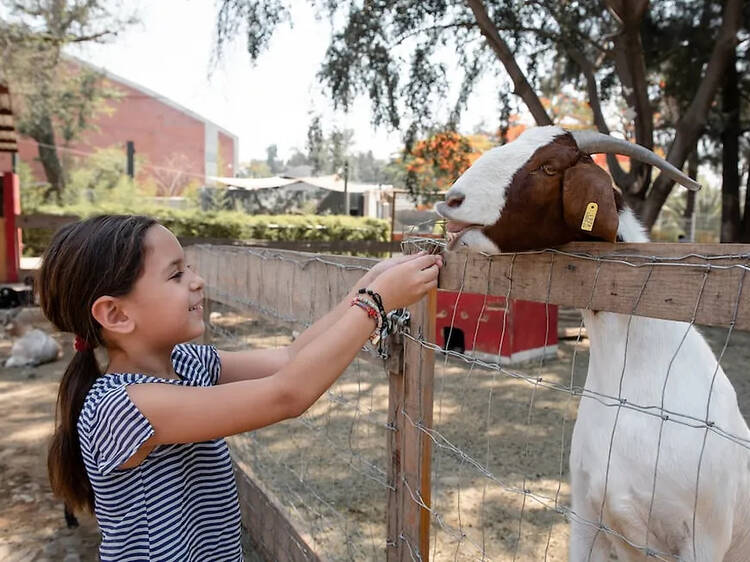 Día de campo en Granja Caprina