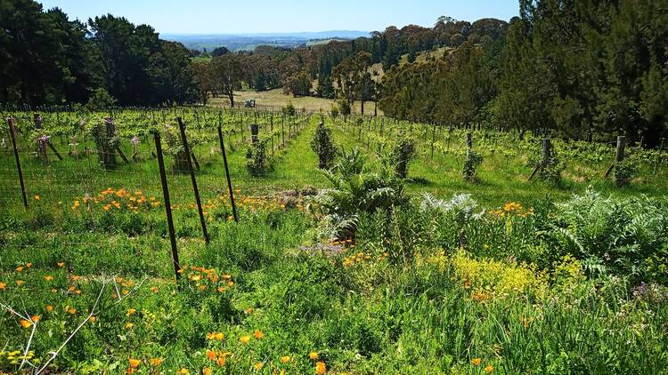 Habitat Vineyard