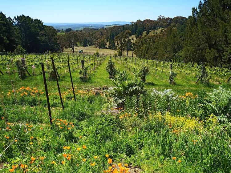 Habitat Vineyard