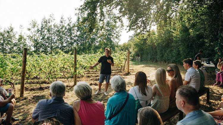 Sample local wines at Saffron Grange vineyard