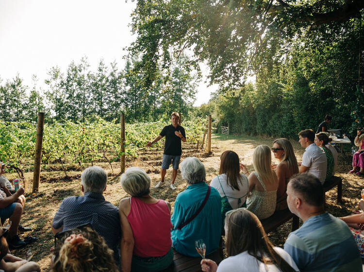 Sample local wines at Saffron Grange vineyard