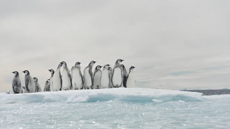 Antarctica Experience I GIGA I Foto: Vincent Munier
