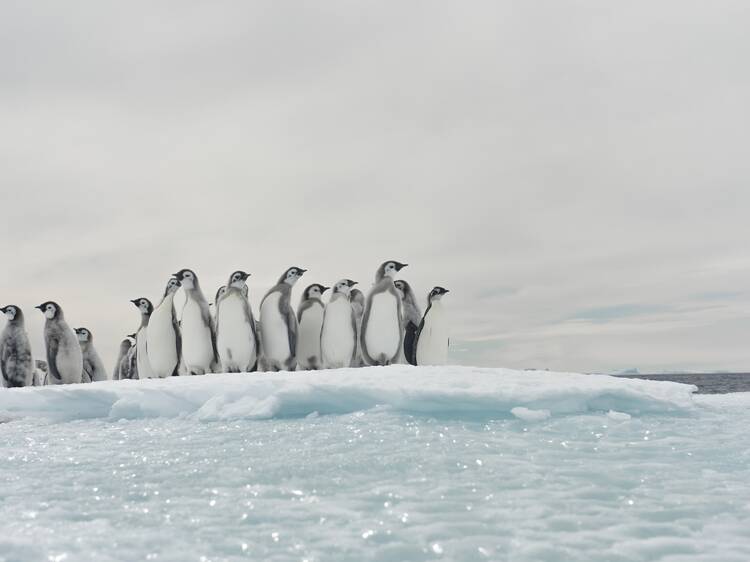 Llega a Barcelona la exposición inmersiva 'Antarctica Experience'