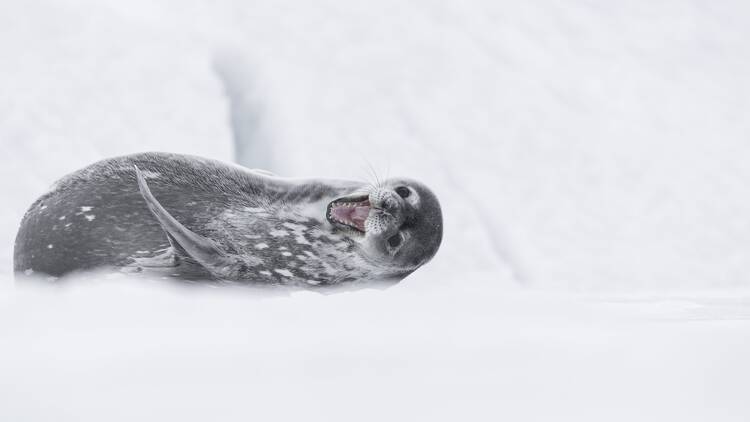 Antartica Experience I GIGA I Foto: Vincent Munier