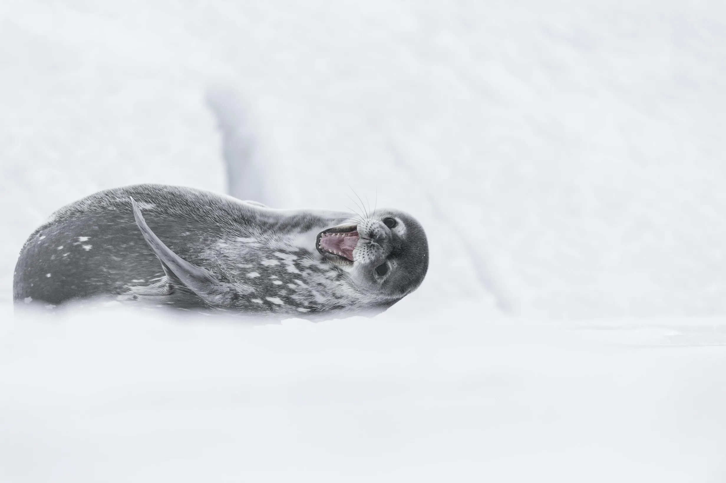 Antarctica Experience I GIGA I Foto: Vincent Munier