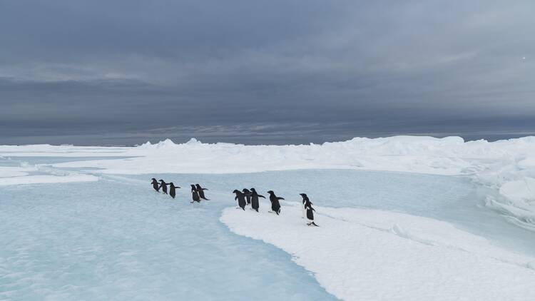 Antartica Experience I GIGA I Foto: Vincent Munier