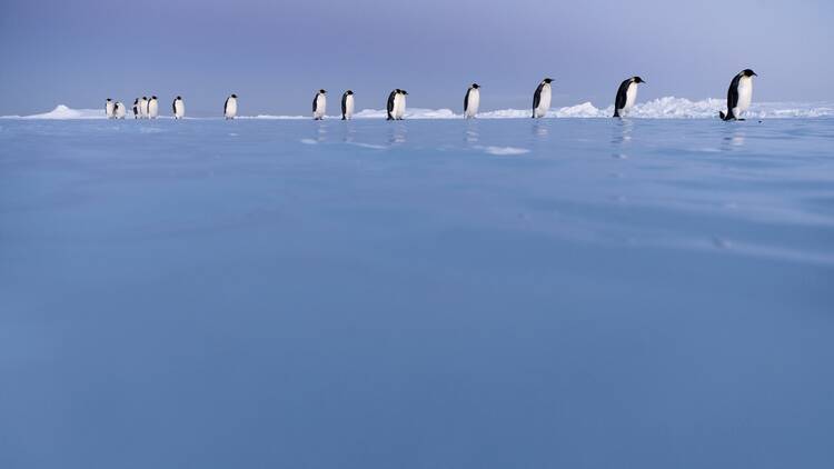 Antartica Experience I GIGA I Foto: Vincent Munier