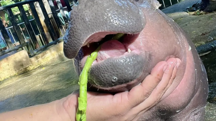 หมูเด้ง วันเกิด