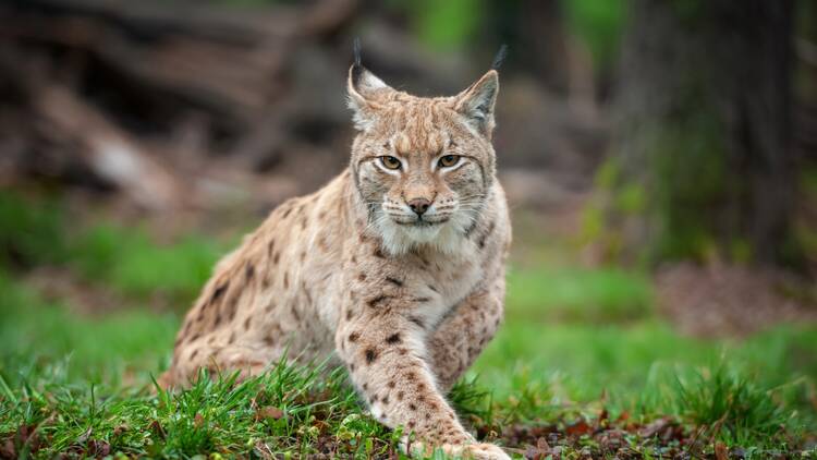 Wild lynx 