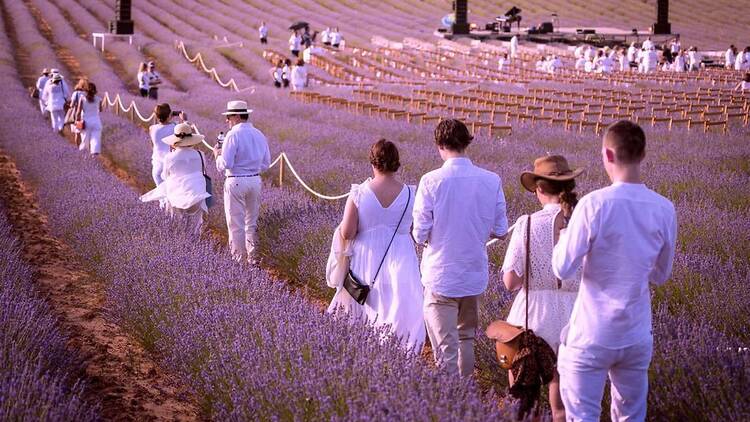 Festival de la Lavanda