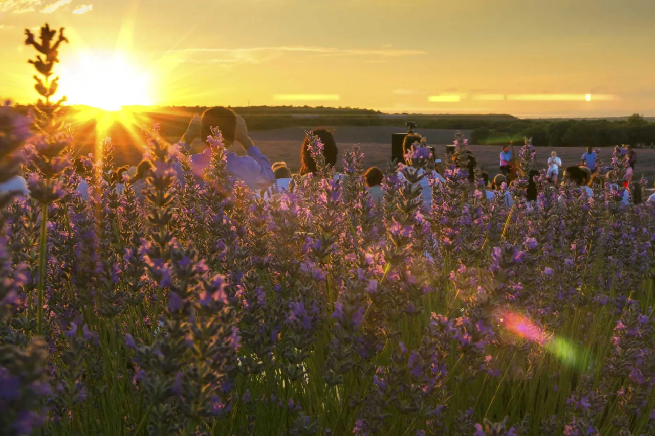 Festival de la Lavanda