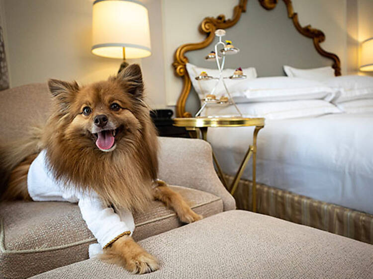 This New York landmark is one of the best pet-friendly hotels in the U.S.