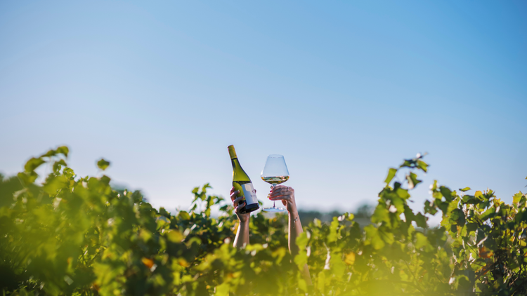 Hands holding a wine bottle and glass in a vineyard