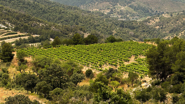 Priorat, más allá del santuario del vino Priorat, más allá del santuario del vino