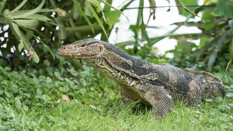 Thai National Parks