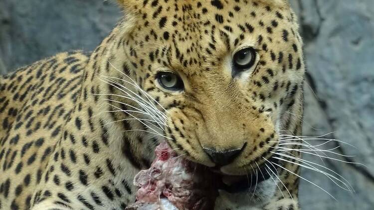 National Zoological Garden