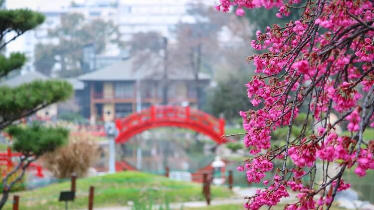 Cranes and sakuras in bloom at the Japanese Garden