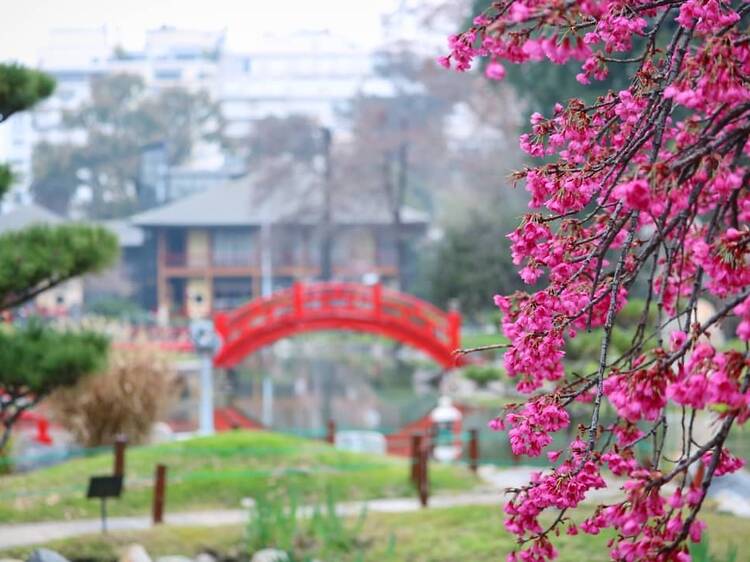 Cranes and sakuras in bloom at the Japanese Garden