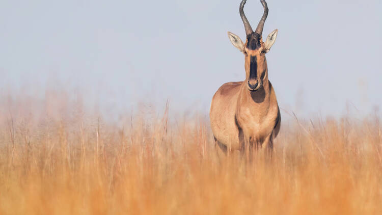 The red hartebeest (Alcelaphus buselaphus caama or A. caama) is a species of even-toed ungulate in the family Bovidae found in Southern Africa. More than 130,000 individuals live in the wild.