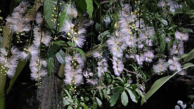 神代植物公園