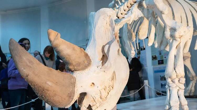 Museo Moyano – Dinosaurios, fósiles y curiosidades para toda la familia